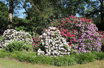 Rhododendronpark in Bremen
