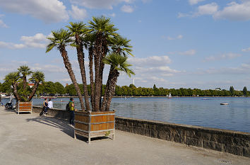 Palmen am Maschsee in Hannover