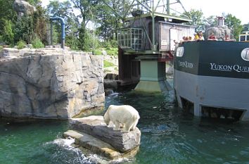 Zoo Hannover: Eisbär in der Yukon Bay