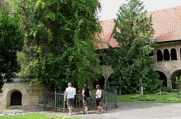1000-jähriger Rosenstock Hildesheim