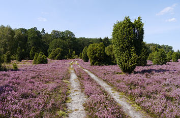 Fahrspur durch die Lüneburger Heide