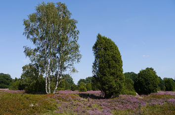 Birke in der Lüneburger Heide