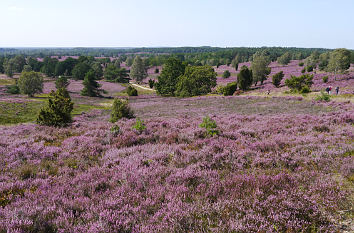 Blühende Erika Lüneburger Heide