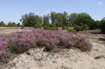 Sanddüne in der Lüneburger Heide