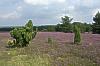 Lüneburger Heide - Urlaub in der Natur