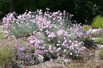 Alpinum Botanischer Garten in Oldenburg