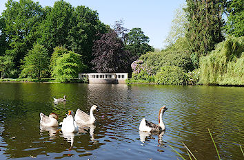 Schwäne im Schlossgarten in Oldenburg