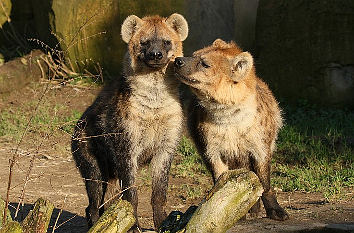 Hyänen im Zoo Osnabrück