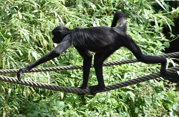 Braunkopfklammeraffe Zoo Osnabrück