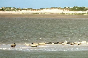 Robben auf einer Sandbank vor Baltrum