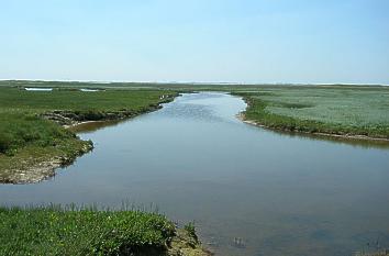 Salzwiese auf der Ostfriesischen Insel Norderney