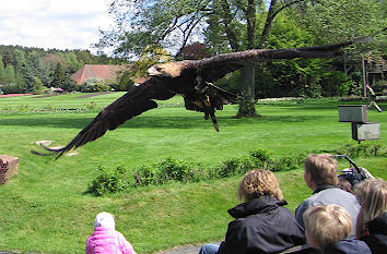 Flugvorführung im Vogelpark Walsrode