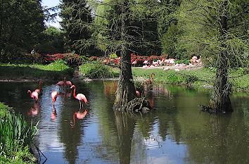 Sumpflandschaft im Vogelpark Walsrode