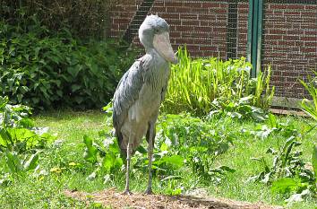 Schuhschnabel im Vogelpark Walsrode