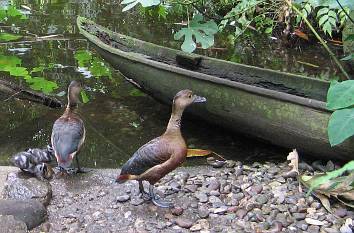 Indonesische Tropenwaldhalle im Vogelpark Walsrode