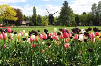 Parklandschaft mit Bockwindmühle im Vogelpark Walsrode