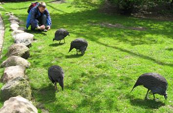 Perlhühner in der Freiflughalle im Vogelpark Walsrode