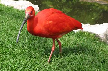 Roter Sichler in der Freiflughalle im Vogelpark Walsrode