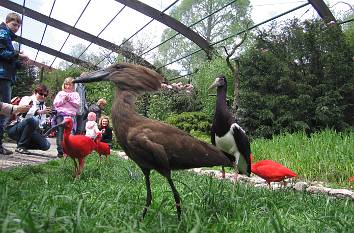 Hammerkopf in der Freiflughalle im Vogelpark Walsrode