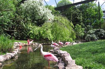 Rosa Löffler in der Freiflughalle im Vogelpark Walsrode