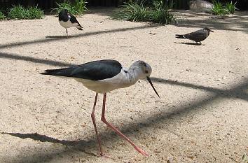 Stelzenläufer am Meeresstrand in der Freiflughalle im Vogelpark Walsrode