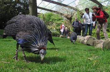 Begehbare Freiflughalle im Vogelpark Walsrode