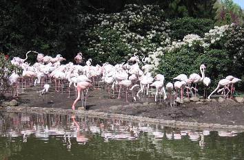 Flamingos im Vogelpark Walsrode