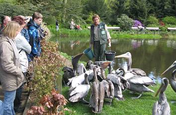 Pelikanfütterung im Vogelpark Walsrode