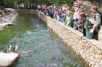 Pinguinanlage im Vogelpark Walsrode