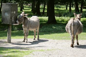 Esel im Biotopwildpark Anholter Schweiz