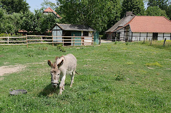 Esel im Freilichtmuseum Grefrath