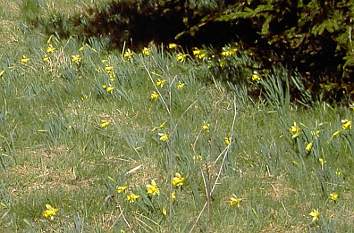 Narzissen bzw. Osterglocken in der Eifel