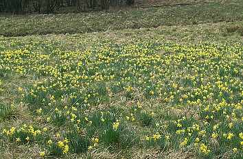 Naturschutzgebiet Perlenbach-Fuhrtsbachtal