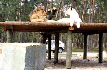 Löwen im Safariland Stukenbrock