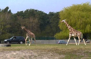 Giraffen im Safariland Stukenbrock