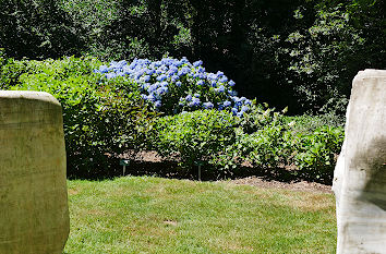 Hortensien im Schlosspark Schloss Moyland