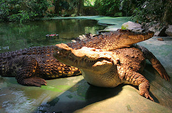 Krokodile im Terrazoo Rheinberg