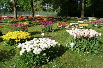 Tulpengarten Gräflicher Park Bad Driburg