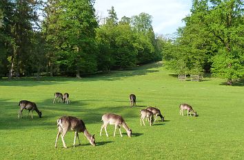 Wildgehege Gräflicher Park Bad Driburg