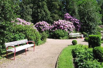 Rhododendren im Kurpark Bad Lippspringe