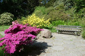 Rhododendren Kurpark Bad Salzuflen