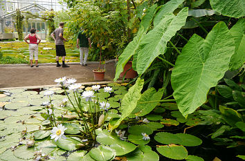 Quermania Bonn Poppelsdorfer Schloss Botanischer Garten Botanische Garten Mineralogisches Museum