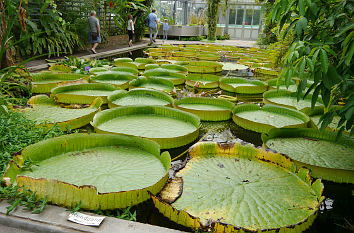 Blätter der Riesenseerose im Botanischen Garten Bonn