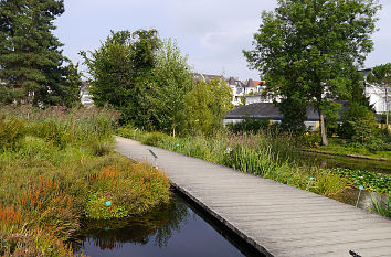 Moore im Botanischen Garten Bonn