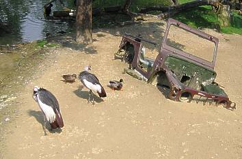 Geier im Vogelpark Heiligenkirchen