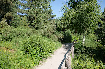 Moor- und Heidelandschaft im Rombergpark