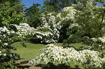 Rombergpark in Dortmund