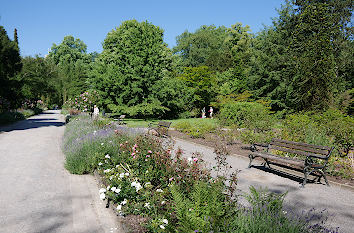 Rosengarten im Rombergpark Dortmund
