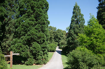 Sequoias im Botanischen Garten Dortmund