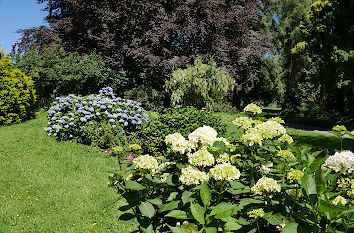 Hortensien im Rombergpark Dortmund